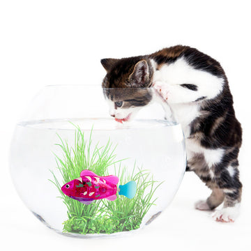 Electronic LED Fish Cat Toy